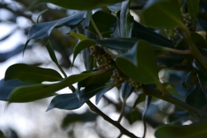 Close up tree 1